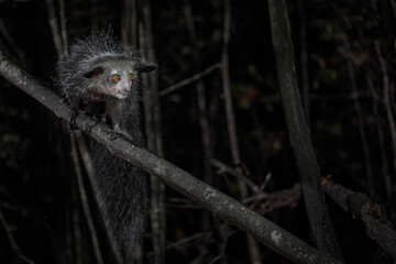 aye-aye, daubentonia madagascariensis, night animal in madagascar. aye-aye nocturnal lemur monkey in