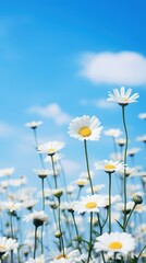 Sticker - Field of daisy sky backgrounds outdoors.