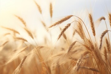 Wall Mural - Wheat stalks blowing in the wind agriculture outdoors nature.