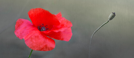Wall Mural - red poppy close up isolated on gray blur background.