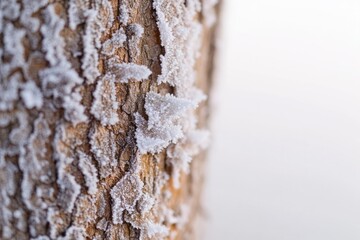 Poster - close-up of tree bark encrusted with frost intricate texture highlighted by soft diffused light