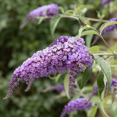 Wall Mural - buddleja davidii violet mauve
