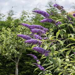 Wall Mural - Buddleja davidii mauve