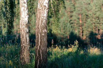 Wall Mural - two birch trees in the foreground, two tree trunks