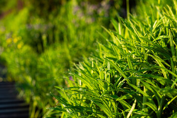 Wall Mural - A lush green field with a few flowers in the background