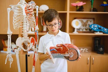 A schoolboy studies models of human organs in biology class.