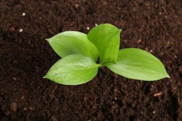 Wall Mural - Young sapling in fresh soil, top view