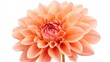© luck - Radiant peach dahlia blossom close up on a crisp white background