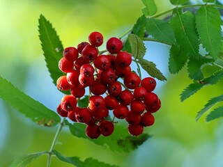 Wall Mural - overripe rowan berries, close-up