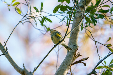 Wall Mural - Yellow-rumped warbler perched in a tree.