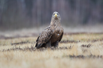 Wall Mural - A white-tailed eagle on a sunny day looking at the camera