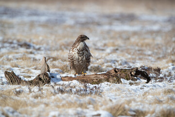 a buzzard sitting on a log in a winter meadow