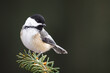 © Alva Steury - A Black-capped Chickadee On A Spruce Branch