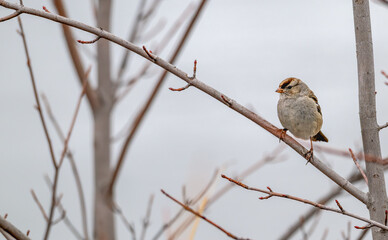 Wall Mural - Immature white-crowned sparrow perched in a tree.