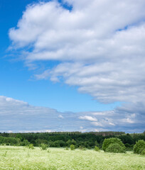 Wall Mural - field of grass with a few trees in the background