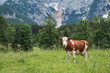© 24K-Production - Cow grazing on the green pasture close to the majestic alpine mountains on a cloudy summer day. Nature, agriculture, and milk production concept.