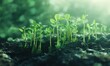 © Александр Михайлюк - Fresh green sprouts growing from the ground, symbolizing new beginnings and growth.