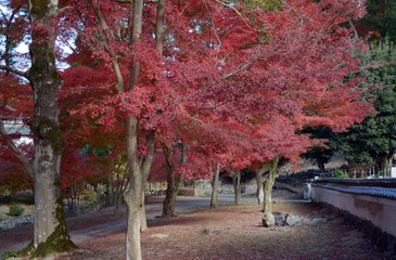 Wall Mural - 興聖寺　参道脇の紅葉　京都府宇治市