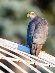 Wall Mural - Eurasian sparrowhawk Accipiter nisus, known as the northern sparrowhawk. The bird sits with its back and its head turned