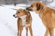 ©  Zlatko59 - Two rescued dogs  on the obedience training during  regular free walk on heavy snow on the snowy and frozen path through a wood