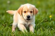 © mark - A cute golden retriever puppy playing in a green meadow