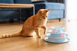 © Home-stock - Adorable orange cat playing with balls in blue toy pyramid spiral tower, funny feline is happy pet, living room interior