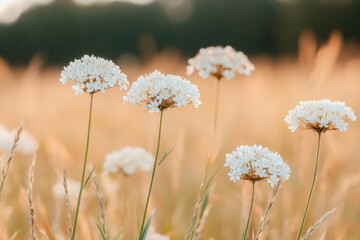 Wall Mural - white wildflowers in golden meadow at sunset