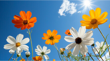 Wall Mural - wildflowers in meadow under bright sun with vibrant colors