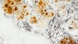 © LorelEino - A close-up shot of aging cells in a laboratory setting under a microscope. Featuring the signs of aging and decay