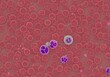 © ProArt Studios - Human Erythrocytes and Leucocytes Captured in Detailed Light Micrograph