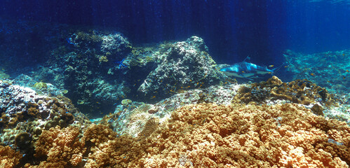 Wall Mural - Underwater photo of Blacktip reef shark at coral reef in beautiful light. From a scuba dive in the Andaman sea in Thailand.