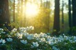 © Yevhen - Stunning close up of white anemone flowers blooming in a sunlit spring forest landscape