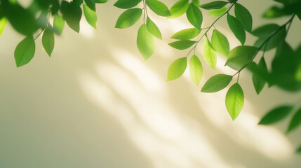 Wall Mural - Soft sunlight filters through green leaves, creating serene atmosphere. gentle play of light and shadow enhances natural beauty of foliage