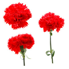 Wall Mural - red color carnation flower isolated on a white background