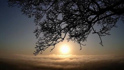 Poster - Silhouette of bare tree branches against sunrise over a misty landscape, serene and tranquil atmosphere. Nature's beauty and calmness concept