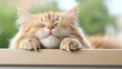 © BOJOShop - Happy Ginger Cat Relaxing on Window Sill  Peaceful Feline  Cute Pet  Cozy Home