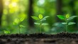 © ACE STEEL D - Three Young Saplings Growing in Rich Soil with a Forest Background - Concept of Growth,