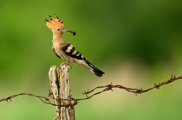 Wall Mural - eurasian hoopoe bird in early morning light ( upupa epops )