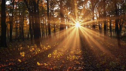 Poster - Sunlight filtering through autumn forest with golden leaves and rays creating a magical atmosphere. Peaceful nature and tranquility concept