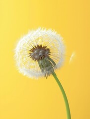 Canvas Print - A dandelion seed head against a bright yellow background. AI.