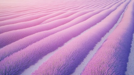 Wall Mural - Gentle waves of lavender fields create soothing, dreamy landscap