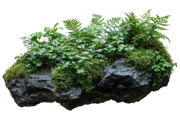 Wall Mural - mossy rock with plants isolated on black