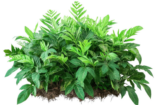 tropical bush isolated on transparent background