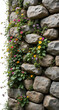 © PNG Creative - Vibrant Flowers Blooming in Stone Wall Crevices Nature Scene Photography