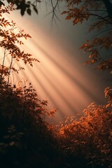 Wall Mural - sunset in the forest