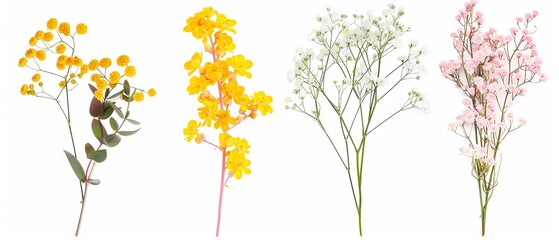 Wall Mural - Isolated floral set: small sprigs of yellow Berberis Thunbergii, pink Chamelaucium, and white gypsophila for modern botanical design