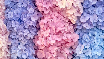 Wall Mural - Pastel hydrangeas wall, floral, texture, background, garden, design, spring, summer, vibrant, close-up