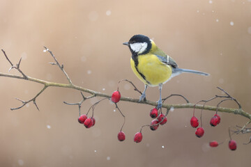 Wall Mural - Bird Colorful great tit ( Parus major ) perched on a hawthorn tree, photographed in horizontal, winter time, amazing background	
