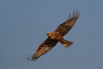 Wall Mural - Birds of prey - Marsh Harrier male Circus aeruginosus hunting time	flying bird
