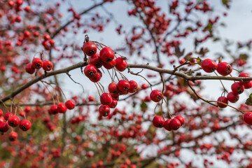 Wall Mural - Hawthorn tree branch with ripe fruits in selective focus outdoors